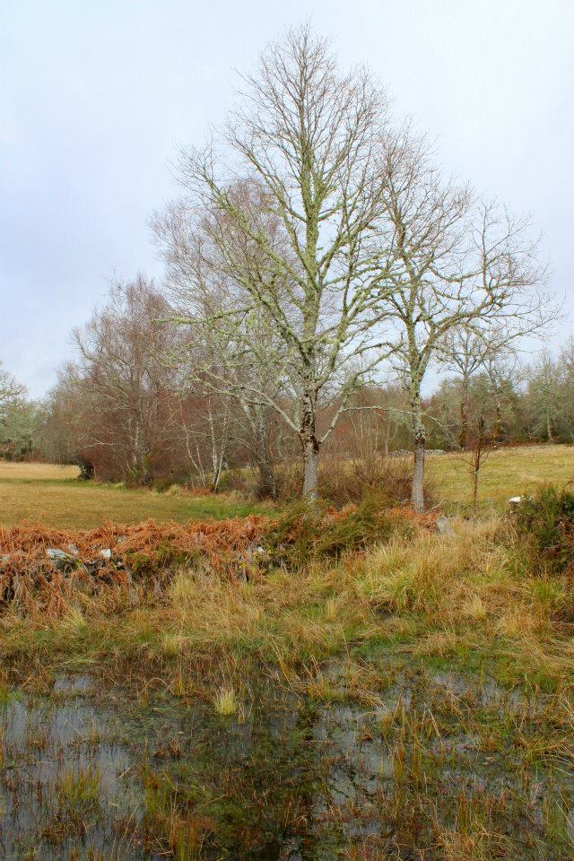 10931204_10153055261326506_4446352466888144086_n - Cópia